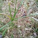 Narcissus gigas leaf picture by josiane Morineau (cc-by-sa)