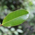 Psiloxylon mauritianum leaf picture by J. Champ (cc-by-sa)