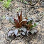 Lobelia cardinalis habit picture by Aleah Simpson (cc-by-sa)