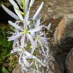 Camassia cusickii flower picture by John John Hardham (cc-by-sa)