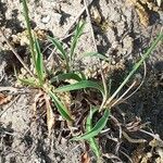 Armeria arenaria leaf picture by Prieta Javier (cc-by-sa)