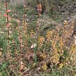 Berberis vulgaris habit picture by Jacques Zuber (cc-by-sa)