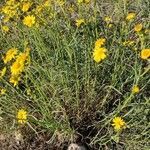 Senecio gallicus habit picture by Dieter Albrecht (cc-by-sa)