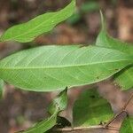 Licania granvillei leaf picture by R. Tournebize (cc-by-sa)