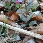 Pulmonaria officinalis habit picture by Martin Bulla (cc-by-sa)