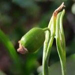 Galanthus nivalis fruit picture by Snowy Avis (cc-by-sa)