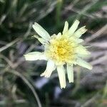 Scorzoneroides carpetana flower picture by Diego Alex (cc-by-sa)