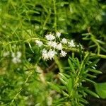 Asparagus densiflorus flower picture by Harry Clegg (cc-by-sa)