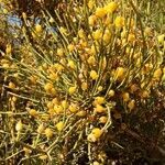 Ephedra fragilis fruit picture by Diego Nieto Lugilde (cc-by-sa)