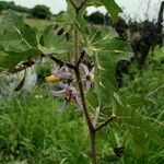 Solanum palinacanthum flower picture by Rawell Bruno (cc-by-sa)