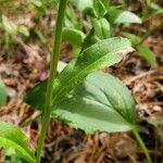 Lobelia spicata leaf picture by Ken Borgfeldt (cc-by-sa)