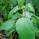 Urtica morifolia leaf picture by Chirivella Moreno José Manuel (cc-by-sa)