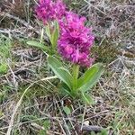 Dactylorhiza sambucina habit picture by Gilles Istin (cc-by-sa)