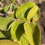 Terminalia prunioides leaf picture by Leigh Winowiecki (cc-by-sa)