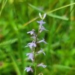 Lobelia spicata flower picture by Vicki Brown (cc-by-sa)