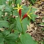 Spigelia marilandica flower picture by David Newsom (cc-by-sa)