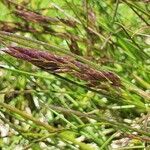 Agrostis rupestris flower picture by Martin Allan (cc-by-sa)