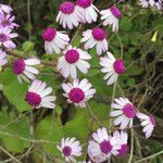 Pericallis webbii flower picture by Chantal (cc-by-sa)