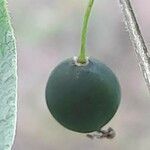 Celtis occidentalis fruit picture by B K (cc-by-sa)