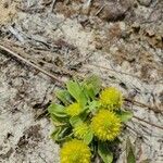 Polygala lutea flower picture by Paris B (cc-by-sa)