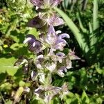 Salvia sclarea flower picture by serge matre (cc-by-sa)