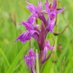 Dactylorhiza traunsteineri flower picture by Marcel Ambühl (cc-by-sa)