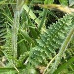 Pedicularis gyroflexa leaf picture by Francois Mansour (cc-by-sa)