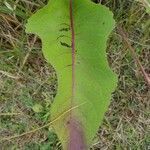 Parthenium integrifolium leaf picture by David Koser (cc-by-sa)