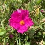 Cistus crispus flower picture by Finalé Duan (cc-by-sa)