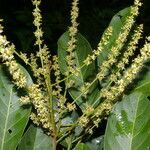 Nephelium lappaceum habit picture by Nelson Zamora Villalobos (cc-by-nc)