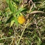 Bidens frondosa flower picture by Ryan Heaney (cc-by-sa)