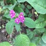 Galeopsis tetrahit flower picture by Bannov Maks (cc-by-sa)