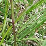 Dactylorhiza majalis leaf picture by Jean-François Baudin (cc-by-sa)