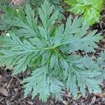 Geranium maderense leaf picture by colleter (cc-by-sa)