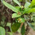 Pittosporum senacia flower picture by bruno trebel (cc-by-sa)