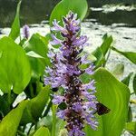 Pontederia cordata flower picture by K O (cc-by-sa)