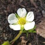 Fragaria x ananassa flower picture by Géraldine Debus (cc-by-sa)