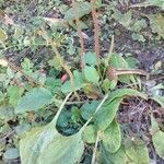 Plantago major habit picture by Florent Beck (cc-by-sa)