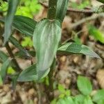 Epipactis purpurata leaf picture by Uwe Knothe (cc-by-sa)