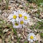 Erigeron pulchellus flower picture by Shauna Connelly (cc-by-sa)