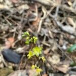 Crepidium taurinum flower picture by Miranda Kaspan (cc-by-sa)