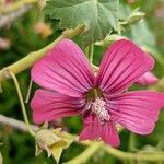 Malva assurgentiflora flower picture by Johnny Poppyseed (cc-by-sa)