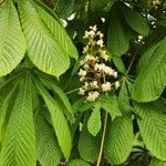 Aesculus hippocastanum habit picture by Dieter Albrecht (cc-by-sa)