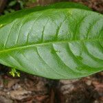 Tabernaemontana arborea leaf picture by Nelson Zamora Villalobos (cc-by-nc)