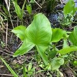 Peltandra virginica leaf picture by Marybeth V (cc-by-sa)