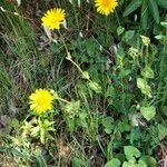 Doronicum pardalianches habit picture by Ugoline Jacquot (cc-by-sa)