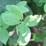 Tropaeolum pentaphyllum leaf picture by Trap Hers (cc-by-sa)