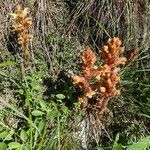 Orobanche gracilis habit picture by Jacques Zuber (cc-by-sa)