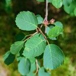 Amelanchier alnifolia leaf picture by manuseitz (cc-by-sa)