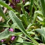 Erysimum duriaei leaf picture by Fabien Anthelme (cc-by-sa)